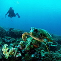   Turtle diver Seychelles  